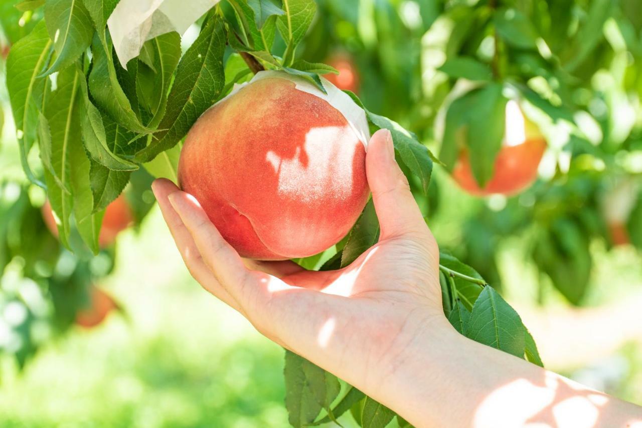 יאמאנאשי Fruit Park Fujiya Hotel מראה חיצוני תמונה