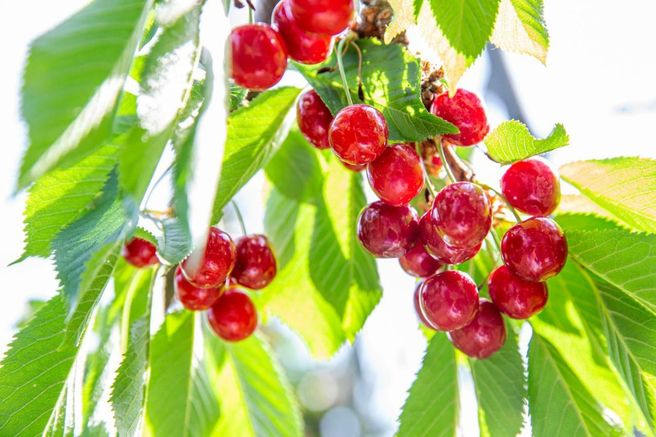 יאמאנאשי Fruit Park Fujiya Hotel מראה חיצוני תמונה