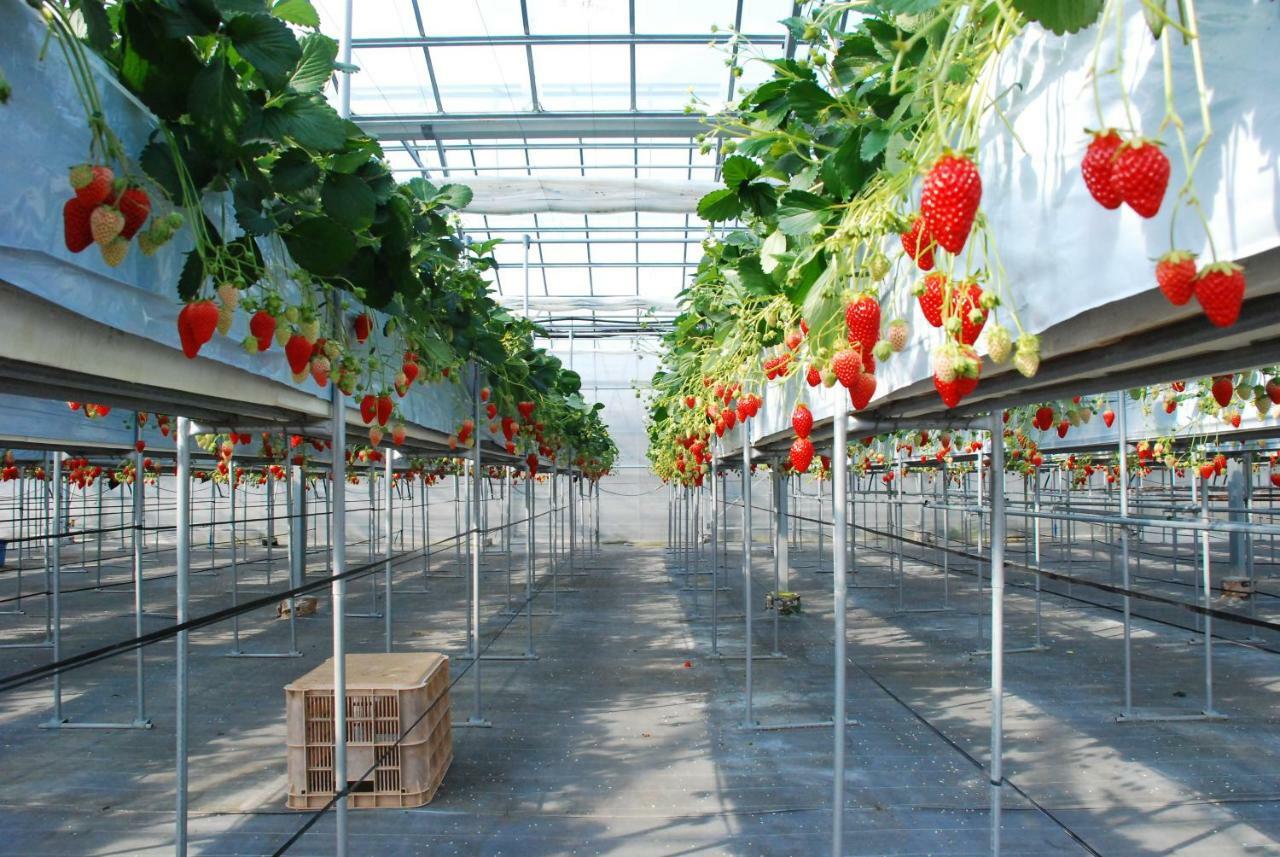 יאמאנאשי Fruit Park Fujiya Hotel מראה חיצוני תמונה